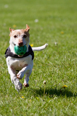 Animal allergists services
